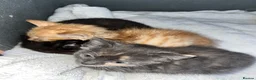Mixed Breed cats for sale: Siamese mixed breed lovely kittens in Milton Keynes - Advert 4