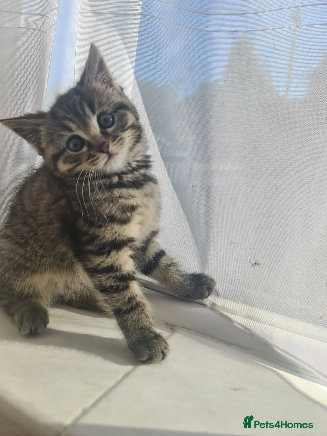 Mixed Breed cats for sale: 2 Male kittens Siamese Tabby mix in Hastings - Advert 9