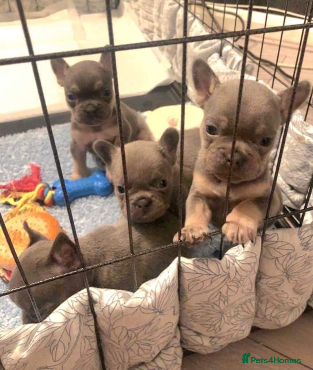 French Bulldog dogs for stud: Top Quality Stud RAMSGATE 🎯🎯 KC registered💣💣  in Ramsgate - Advert 21