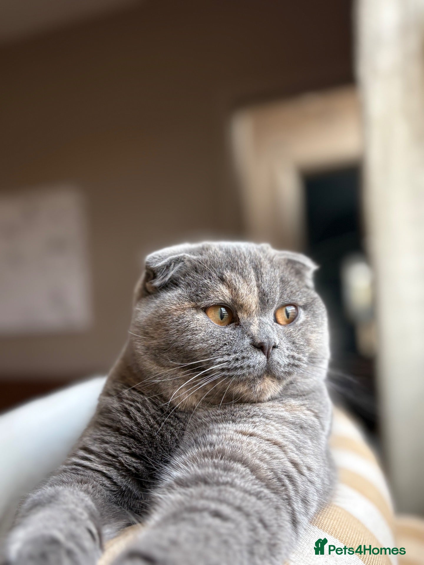Scottish Fold cats Beautiful Scottish fold kittens  - Advert 1