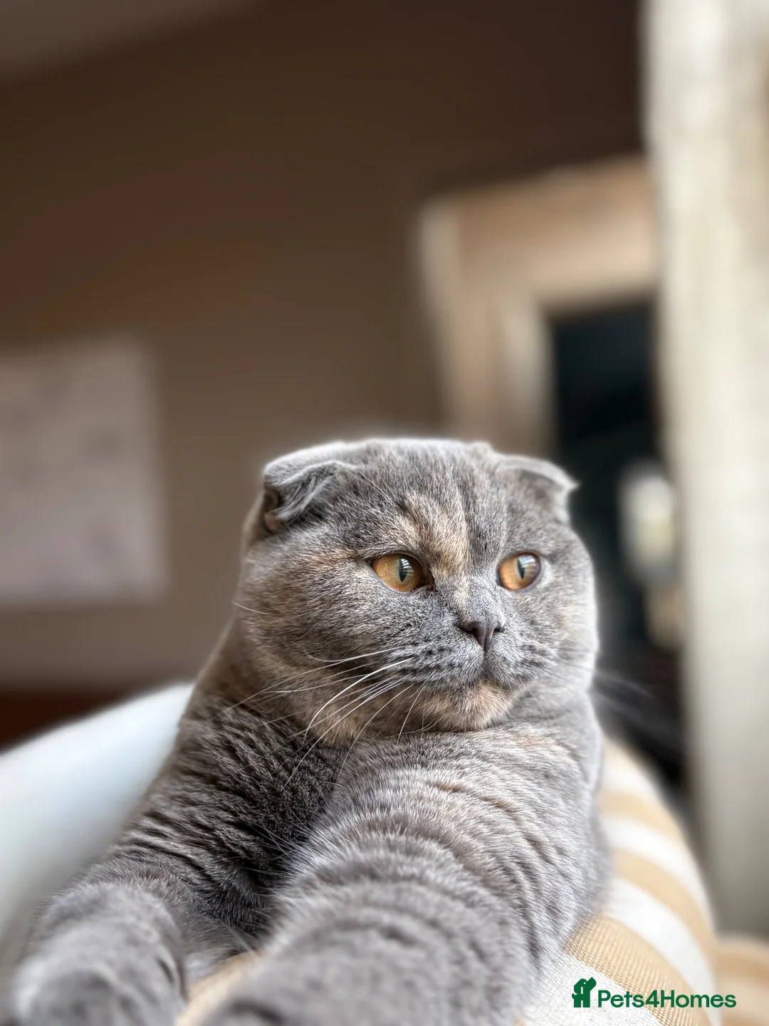 Scottish Fold cats for sale: Beautiful Scottish fold kittens  in Peterborough - Advert 1