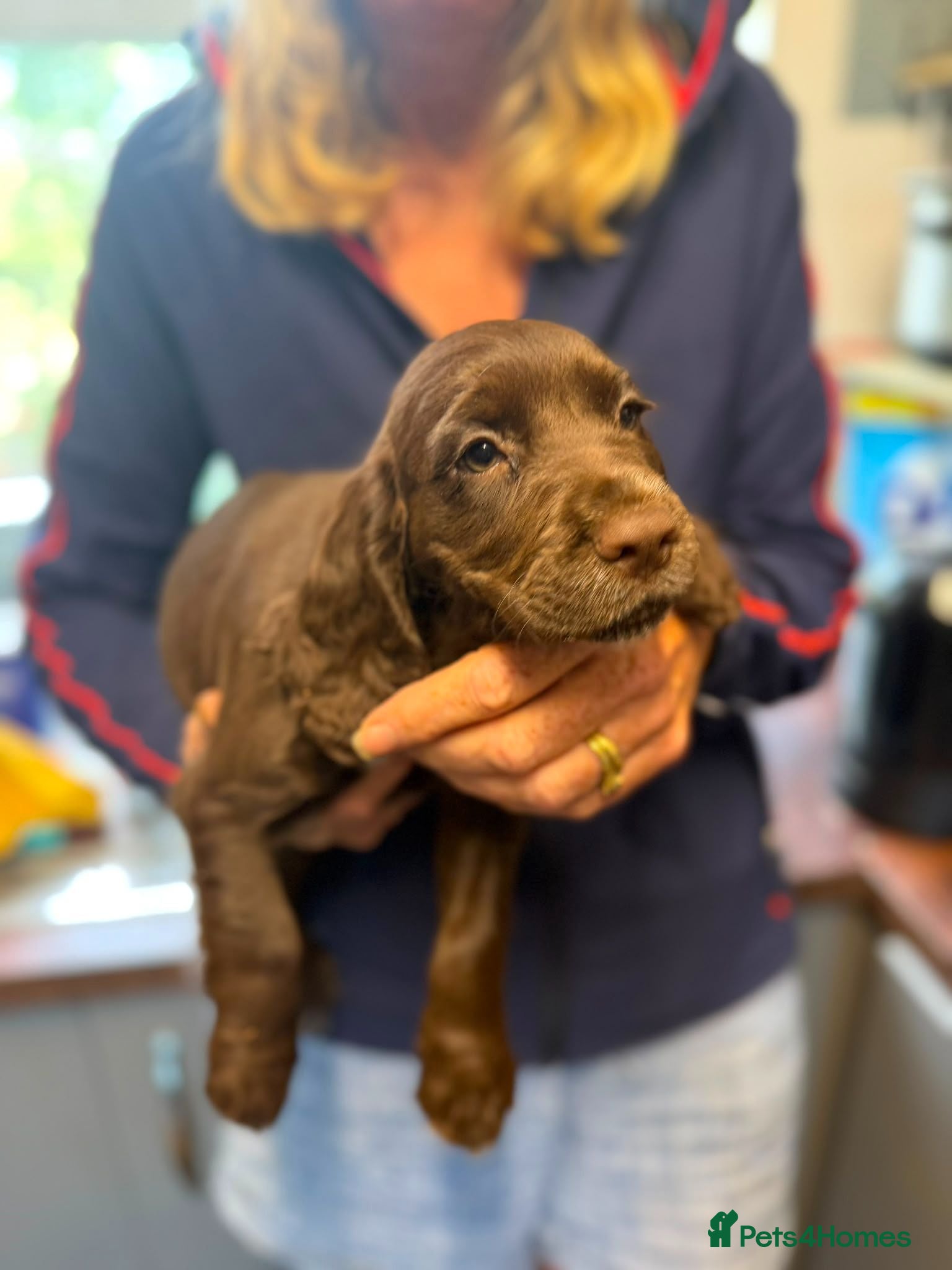 Cocker Spaniel dogs KC working Cocker Spanial £1000 last girl - Advert 1