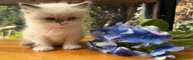 Ragdoll 1