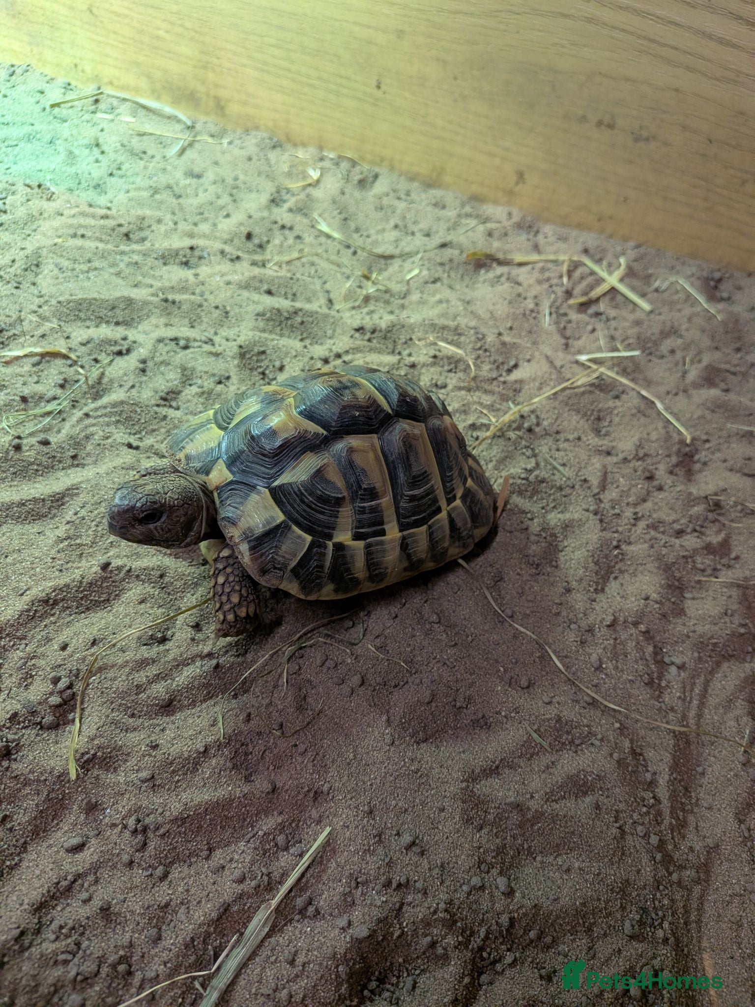 Hermann Tortoise reptiles Hermanns Tortoise and full set up  - Advert 1