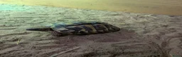 Hermann Tortoise reptiles for sale: Hermanns Tortoise and full set up  in Bromsgrove - Advert 1