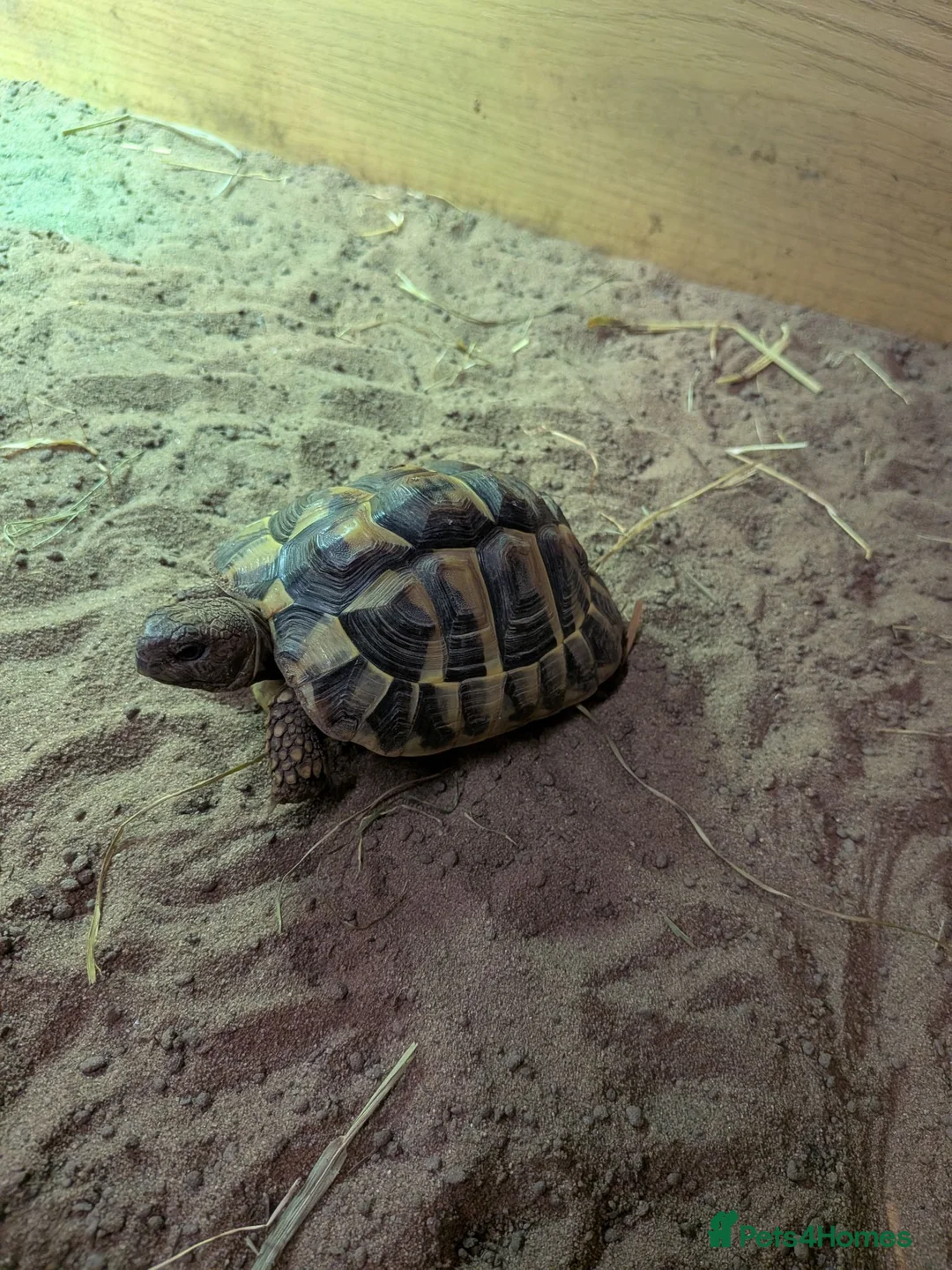 Hermann Tortoise reptiles for sale: Hermanns Tortoise and full set up  in Bromsgrove - Advert 1