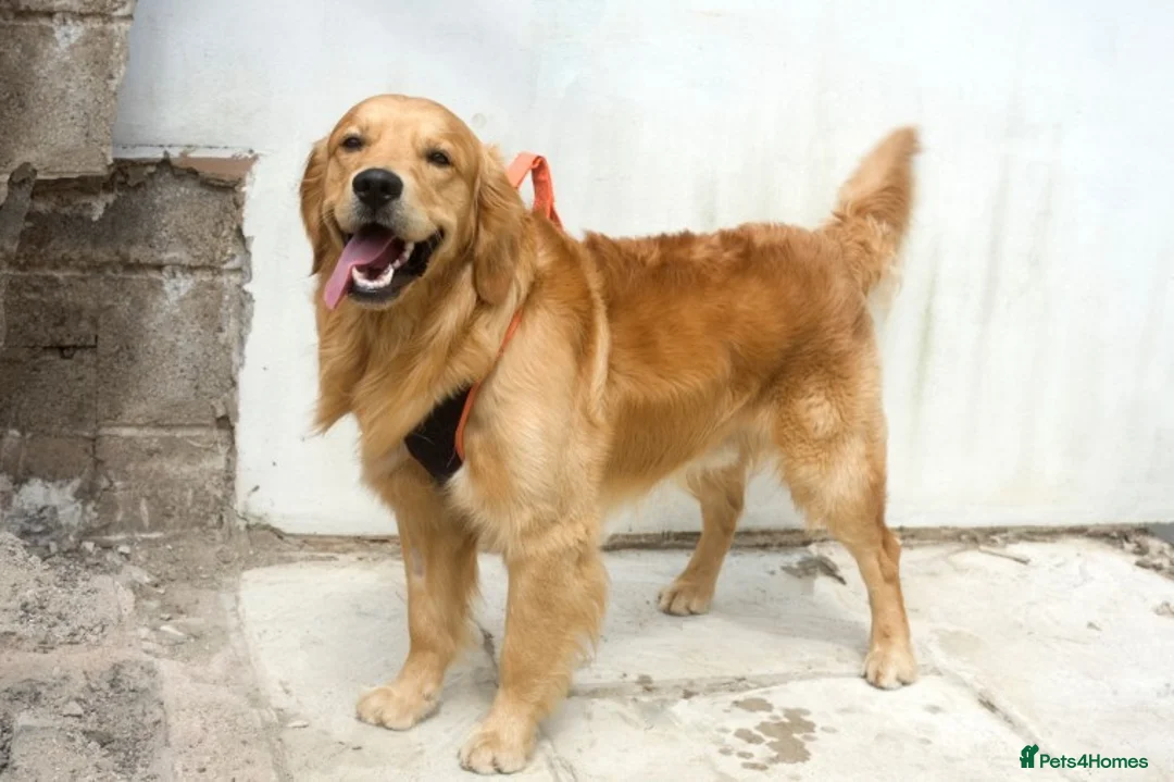 Golden Retriever dogs for stud: Proven health tested KC reg golden retriever stud in Merthyr Tydfil - Advert 2