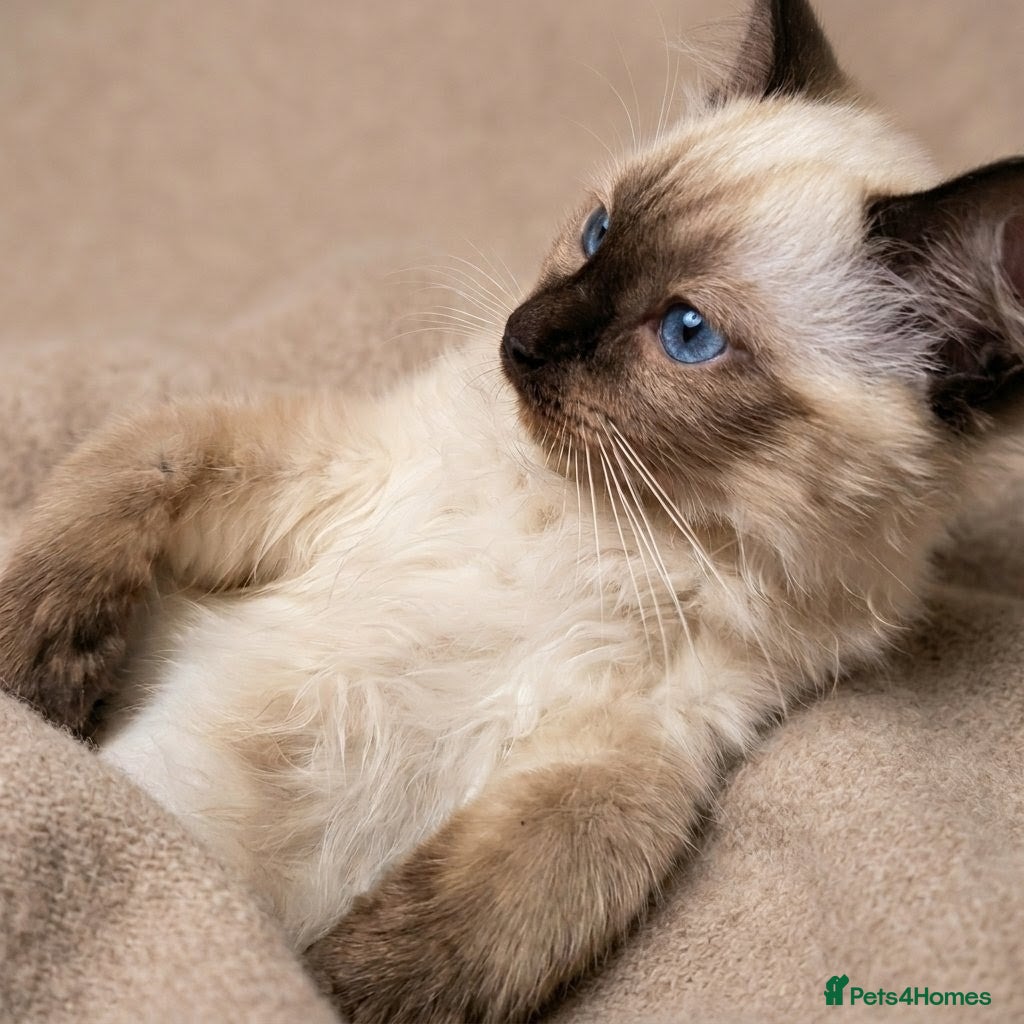 Ragdoll cats 🩵🫐🩵 READY NOW 🩵🫐🩵 LAST BOYS AVAILABLE! 🩵 - Advert 13