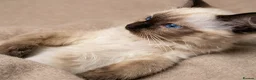 Ragdoll cats for sale: 🩵💖🩵READY FOR MY NEW HOME🥹🩵💖🩵  - Advert 1