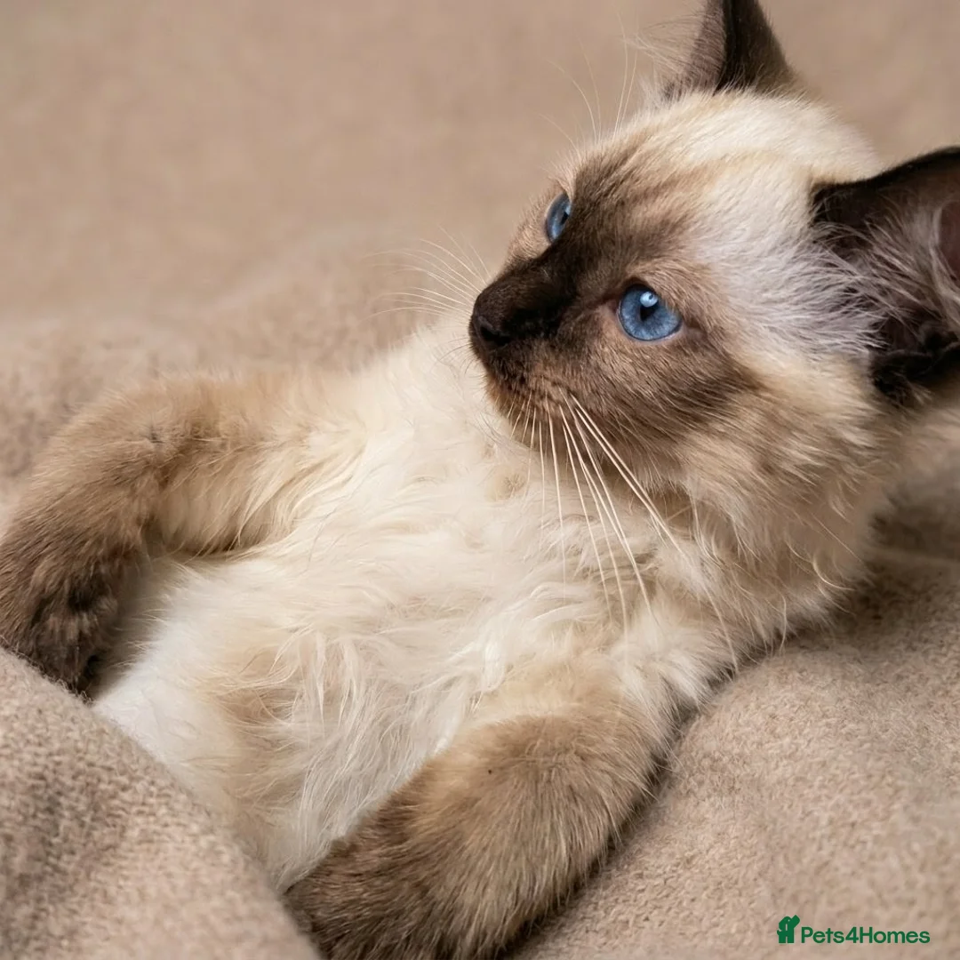Ragdoll cats for sale: 🩵💖🩵READY FOR MY NEW HOME🥹🩵💖🩵  - Advert 1