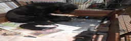 Labrador Retriever dogs for sale: Labrador puppies  - Advert 4