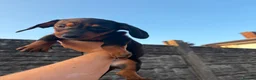 Miniature Dachshund dogs for sale: ⭐️READY NOW⭐️ Miniature Dachshund 9 week olds in Saint Helens - Advert 11