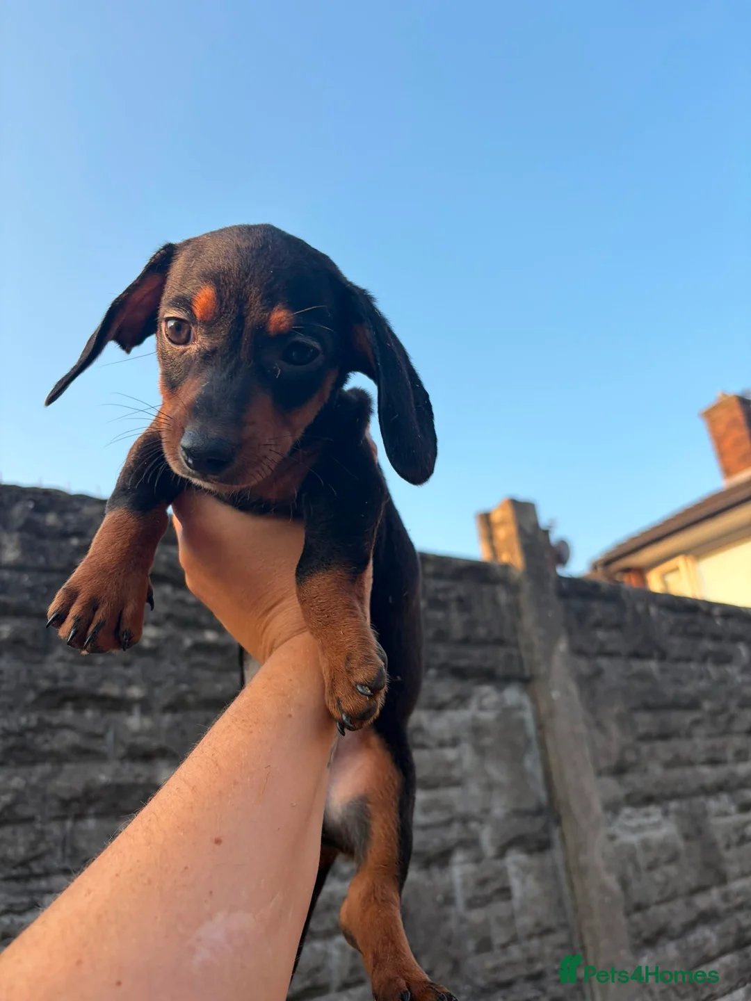 Miniature Dachshund dogs for sale: ⭐️READY NOW⭐️ 1 BOY LEFT! MINIATURE DACHSHUND - Advert 1