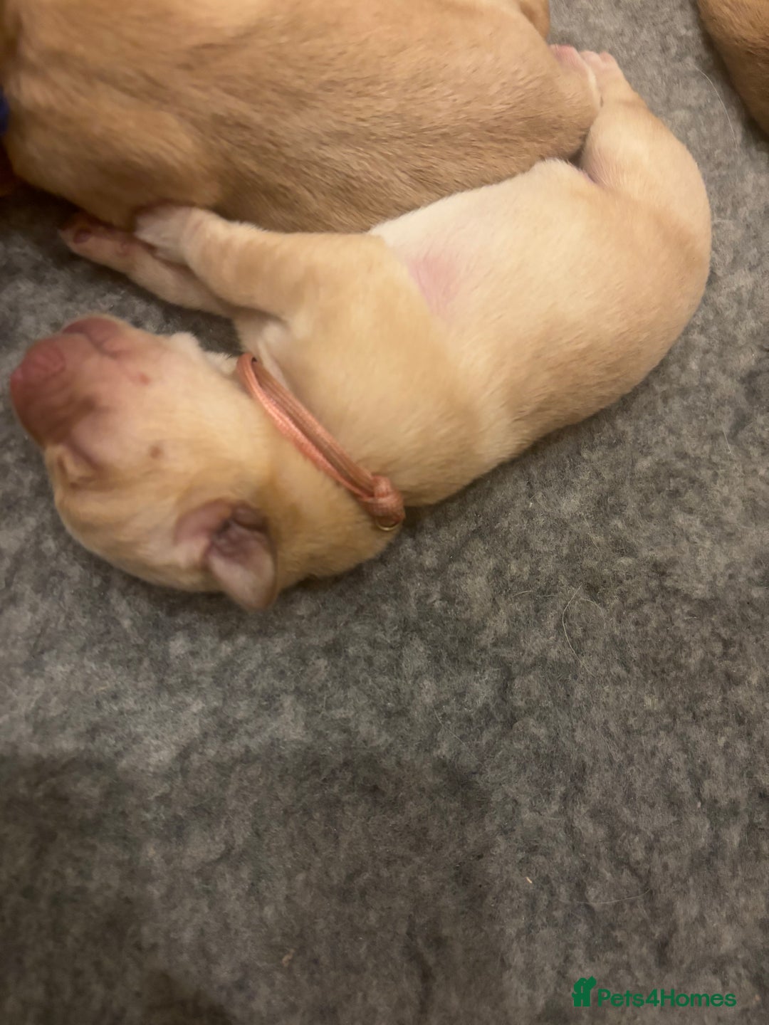 Labrador Retriever dogs for sale: 🐾 Labrador Puppies some with copper colourings 🐾 - Image 20