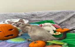 Bengal cats for sale: OUTSTANDING TICA reg BENGAL KITTENS - Image 32