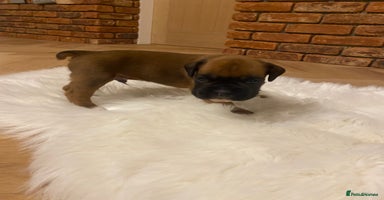 Boxer dogs - Advert 8