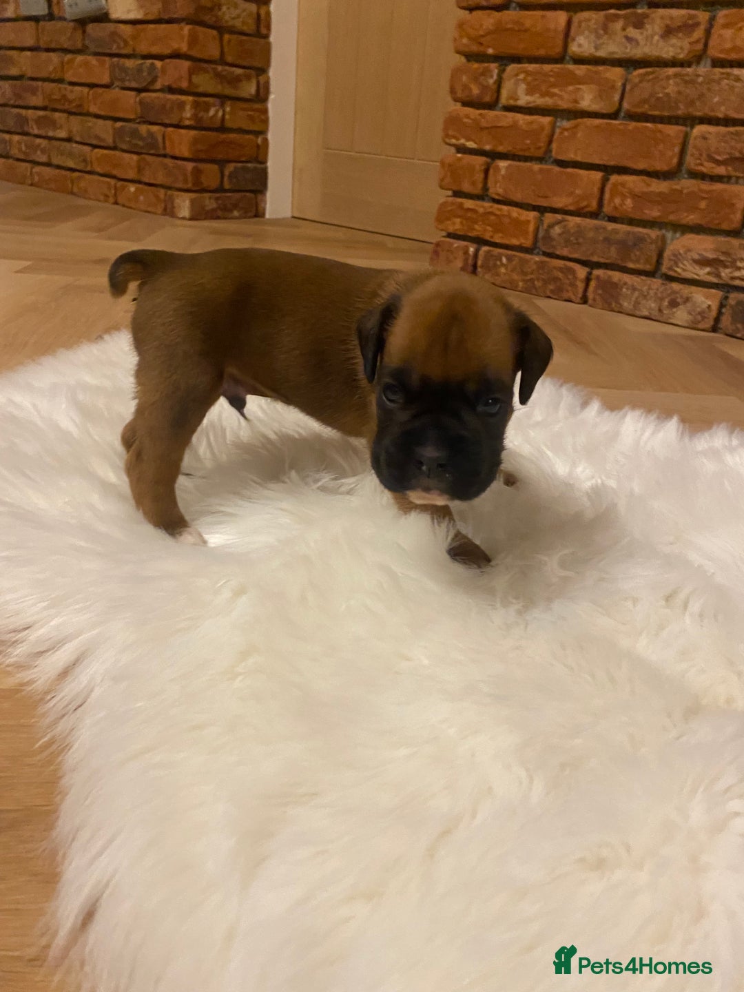 Boxer dogs for sale: 27 Champion bloodline boxers due 14th October  - Image 4