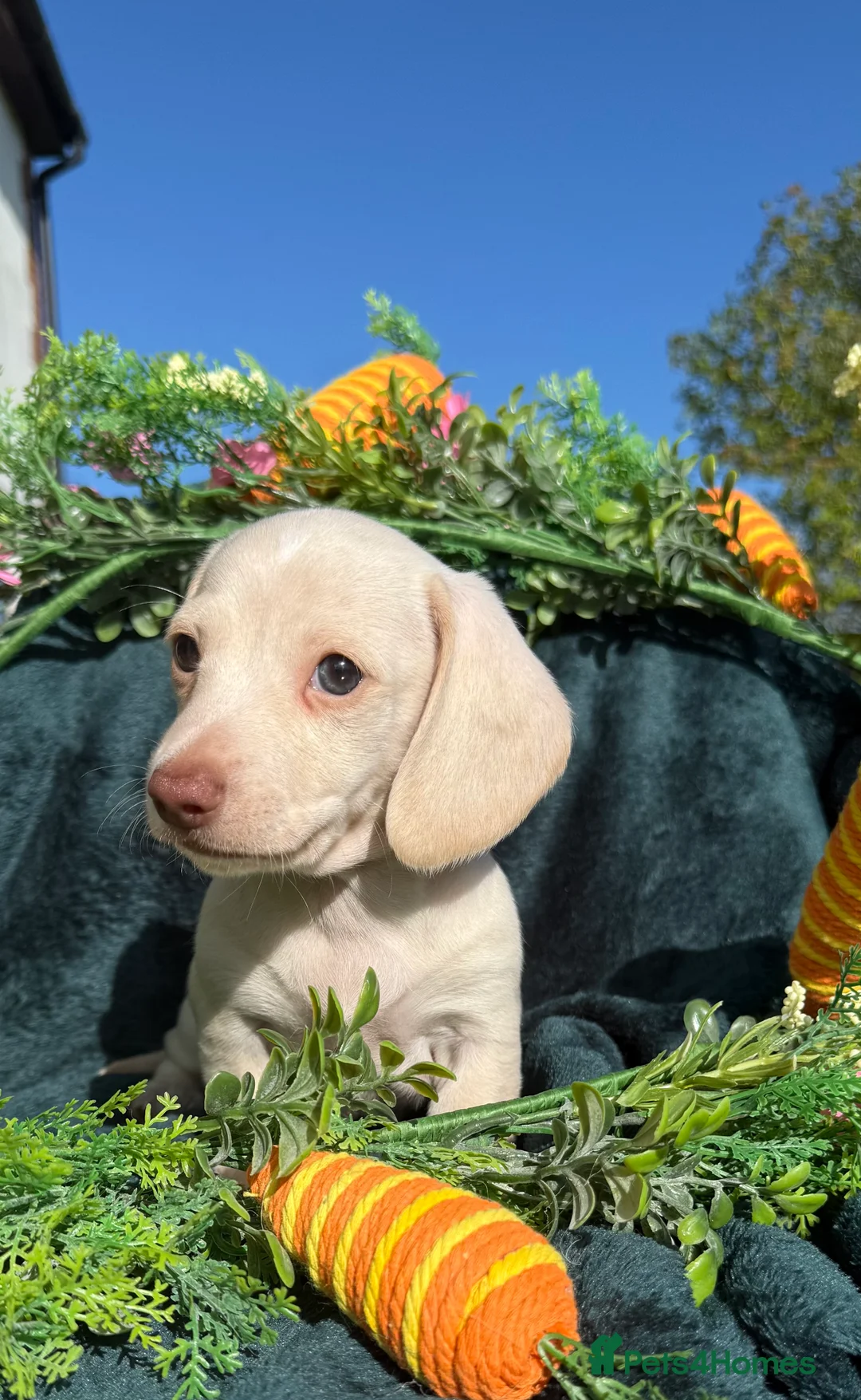 Miniature Dachshund dogs for sale: Stunning cream miniature smooth haired dachshunds  - Advert 8