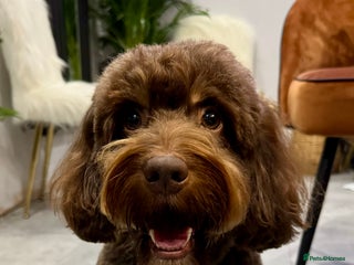 Cockapoo dogs in Bromley - Advert 37