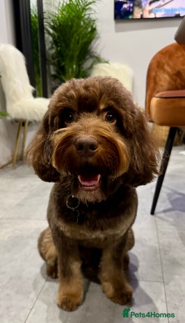 Cockapoo dogs in Bromley - Advert 1