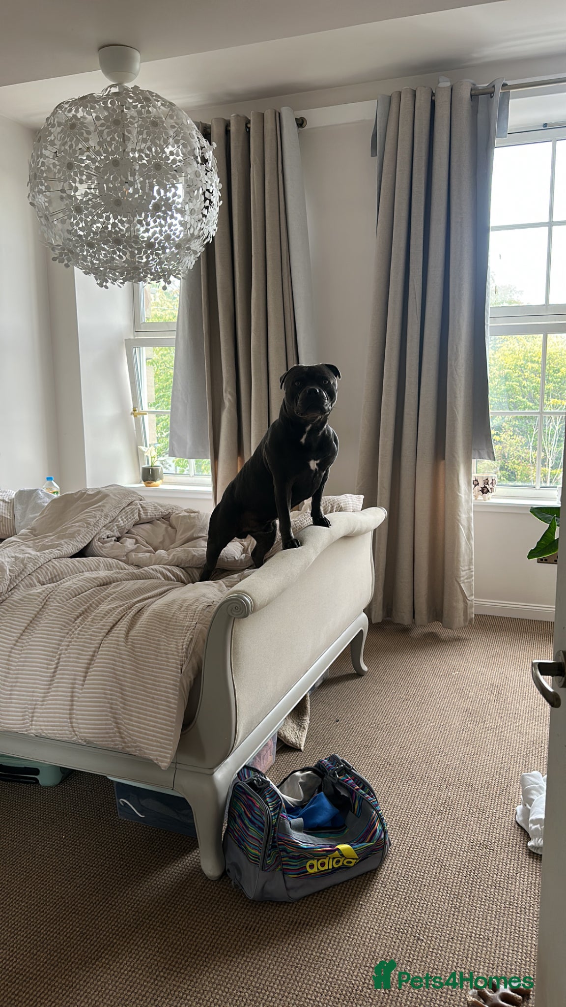 Staffordshire Bull Terrier dogs for stud: Blue Staffordshire Bull Terrier for Stud in Dundee - Advert 10