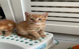 British Shorthair cats for sale: Gorgeous Kittens For Sale, Very Loving & Playful - Image 12