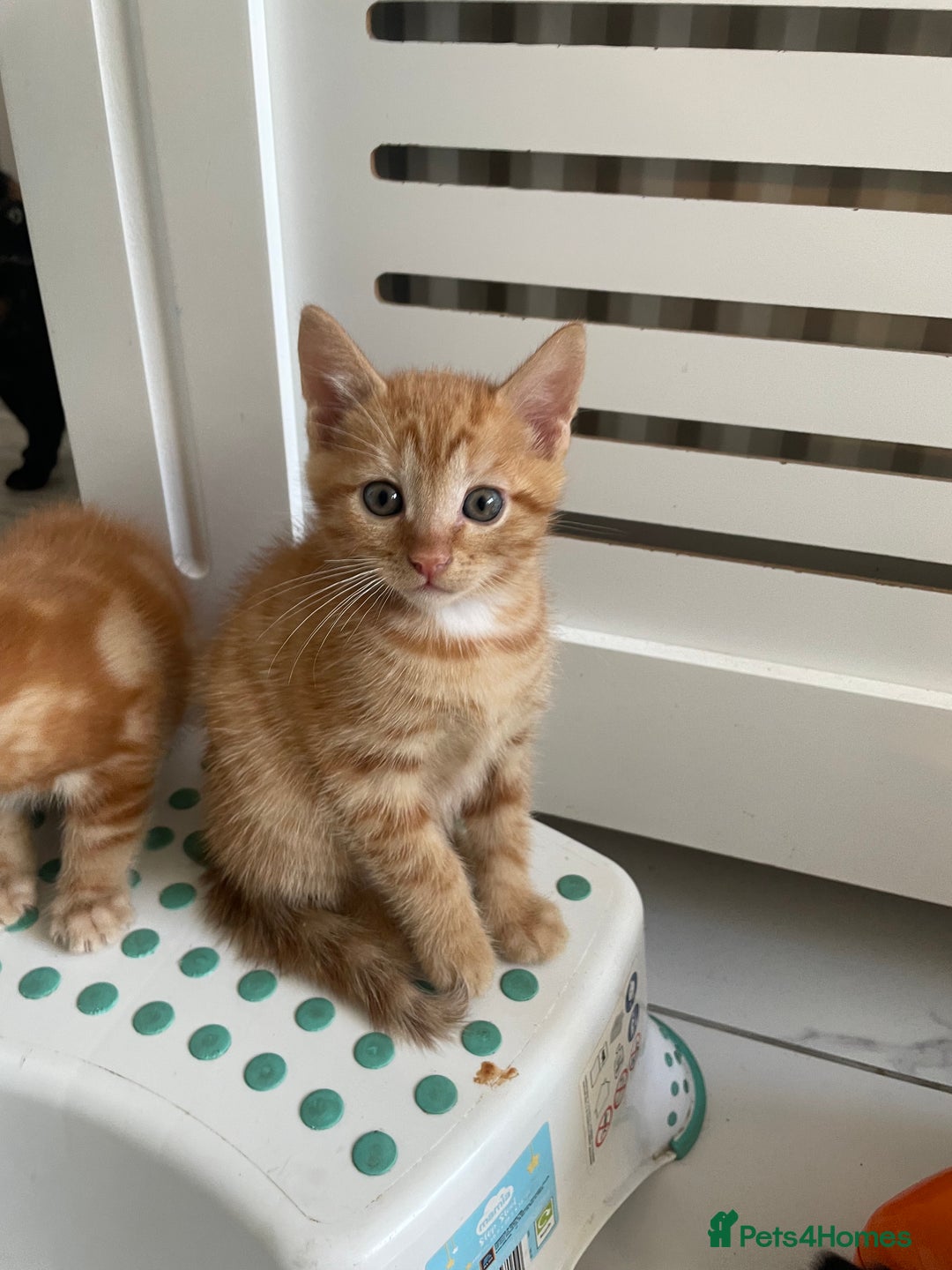 British Shorthair cats for sale: Gorgeous Kittens For Sale, Very Loving & Playful - Image 12