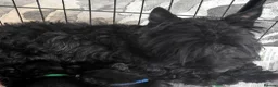 Scottish Terrier dogs for sale: Scottish terrier puppies - Advert 3