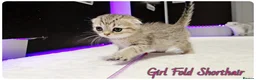Scottish Fold cats for sale: Scotish Fold Kittens - Advert 8
