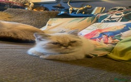 Persian cats for sale: Persian cross exotic  - Image 10