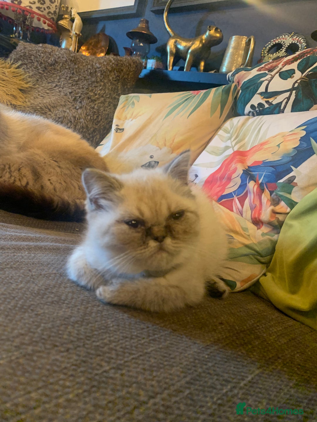 Persian cats for sale: Persian cross exotic  - Image 10