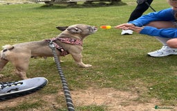 French Bulldog dogs for sale: Dolly - Image 2