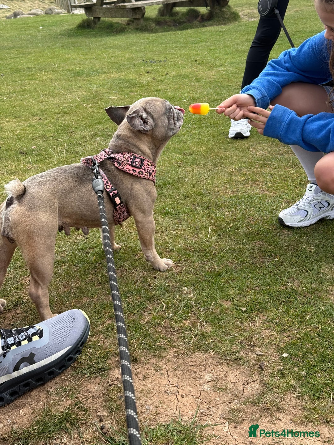 French Bulldog dogs for sale: Dolly - Image 2