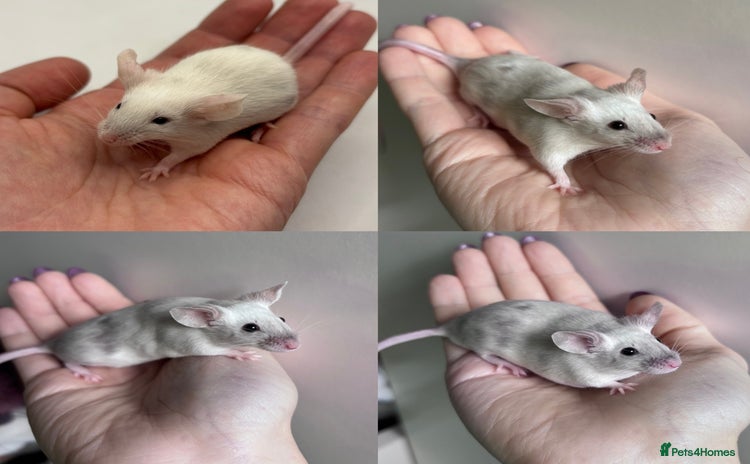 Mouse rodents - Advert 13