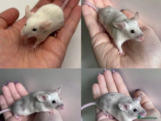 Mouse rodents Male Fancy Mice for Adoption - Advert 15