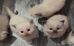 Ragdoll cats for sale: Pedigree Ragdoll babies - Advert 16