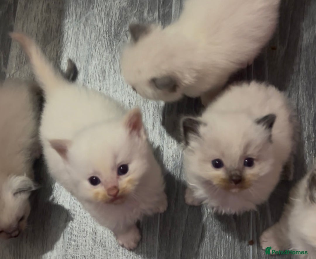 Ragdoll cats for sale: Pedigree Ragdoll babies - Advert 16