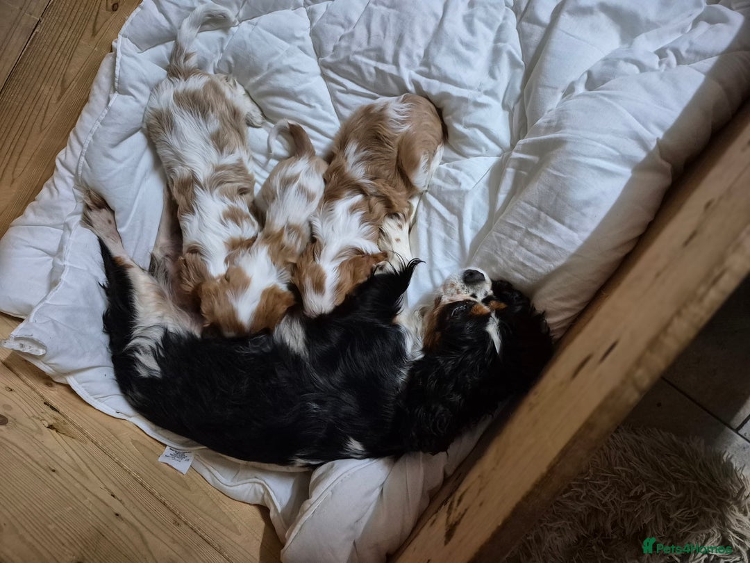 Cavalier King Charles Spaniel dogs for sale: Blenheim Cavalier King Charles spaniel puppies  - Image 7