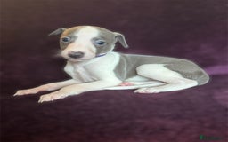 Whippet dogs for sale: All found homes-Beautiful Blue and White Parti BOY - Image 6