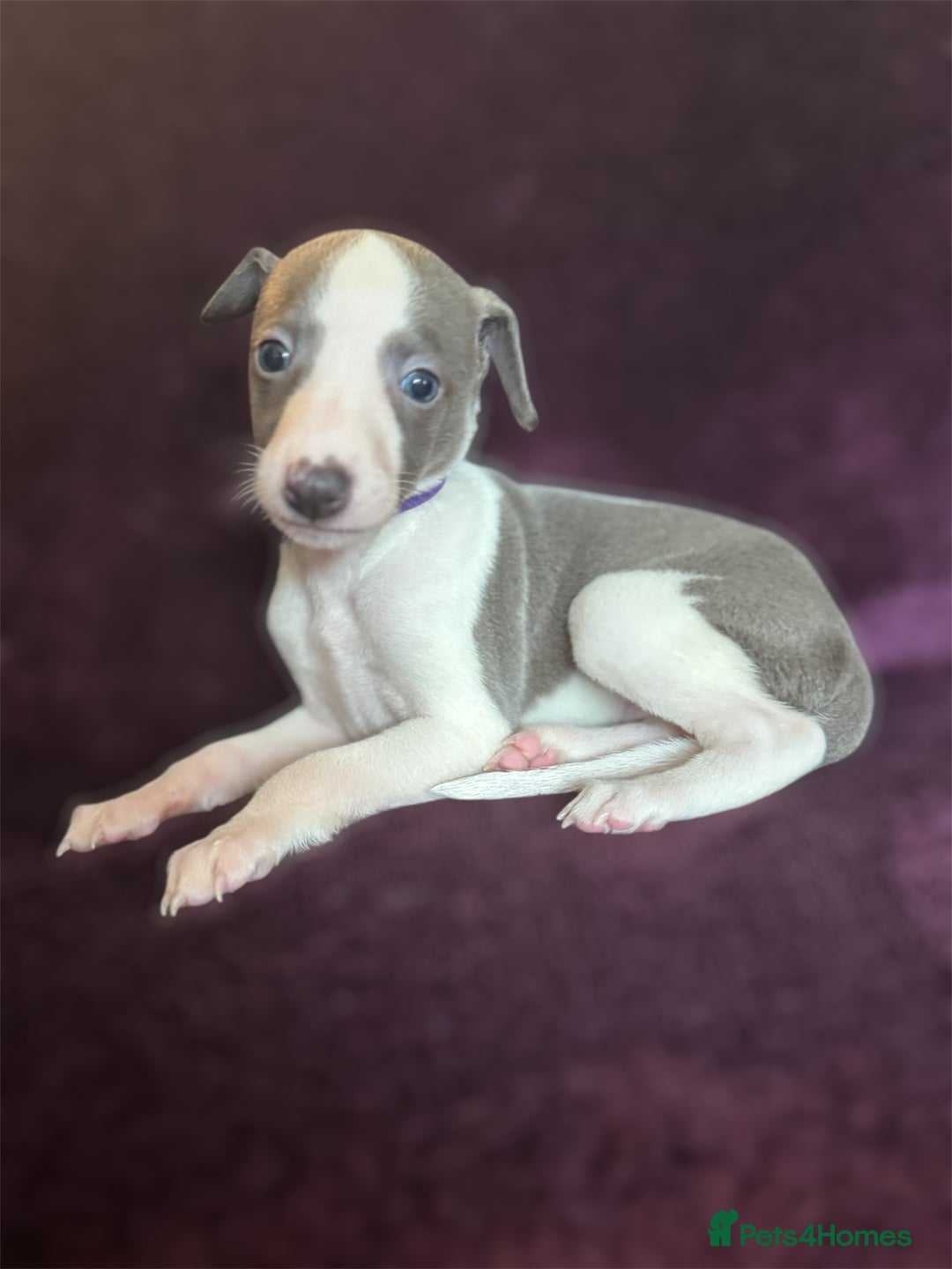 Whippet dogs for sale: All found homes-Beautiful Blue and White Parti BOY - Image 6