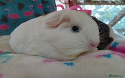Guinea Pig rodents for sale: Baby Sheltie Sows/ Retired PE Self Golden Sow - Image 8