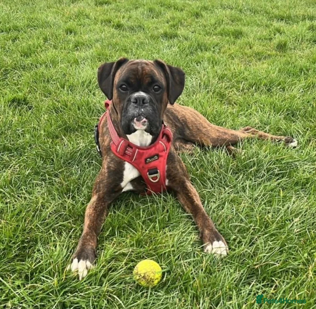 Boxer dogs for sale: 8wk old Boxer Puppy - Advert 2