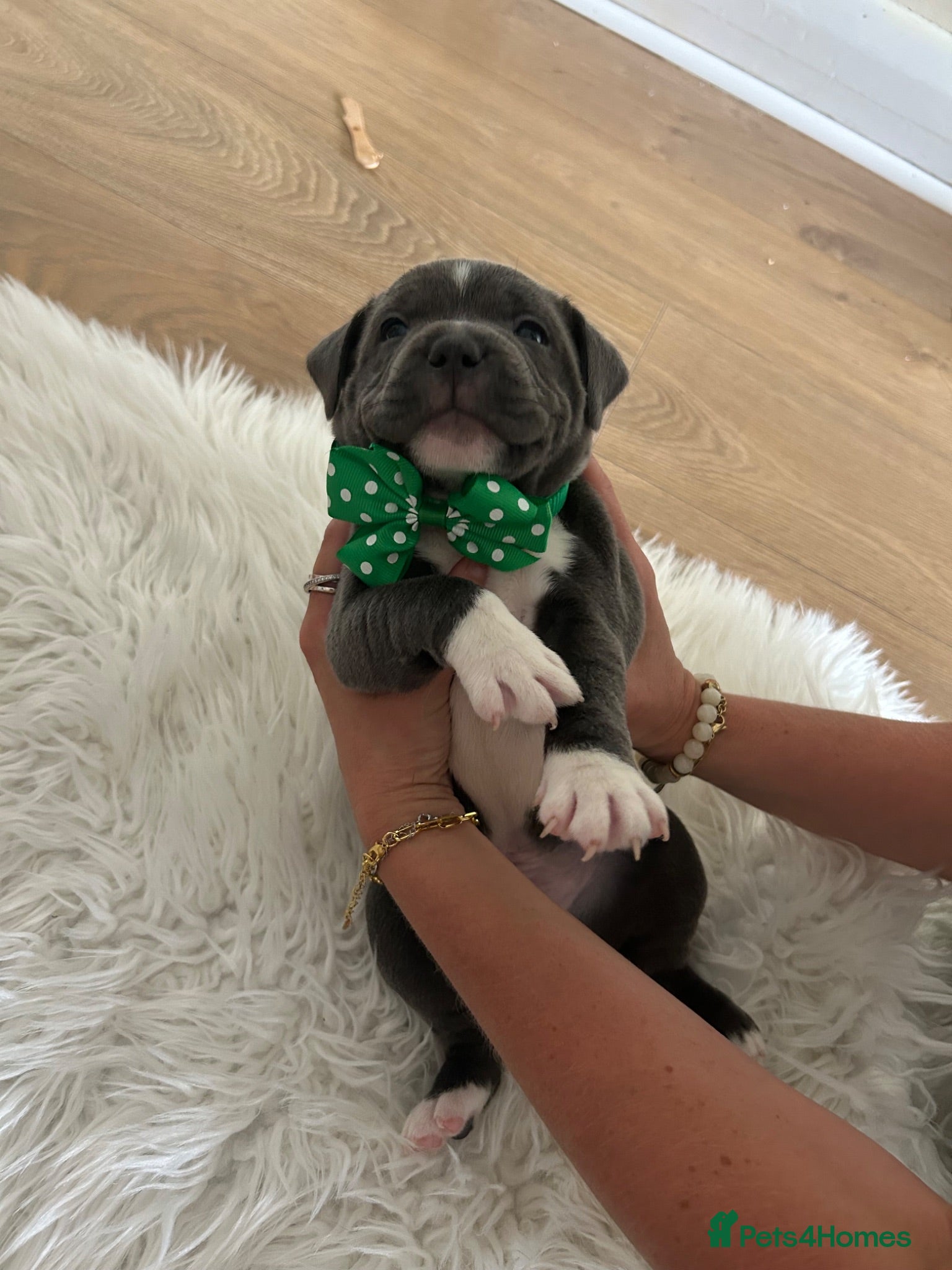 Staffordshire Bull Terrier dogs 👉 KC Blue Staffy Puppies – DNA Clear🔥 - Advert 1