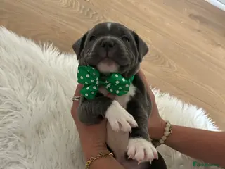 Staffordshire Bull Terrier dogs 👉 KC Blue Staffy Puppies – DNA Clear🔥 - Advert 1