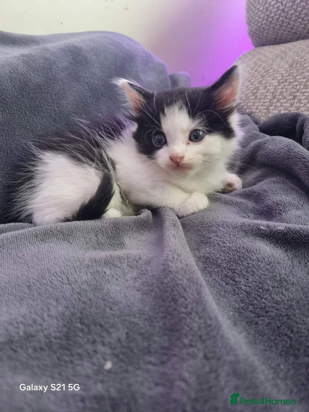 Mixed Breed cats for sale: long-haired kittens looking for a loving home - Advert 10