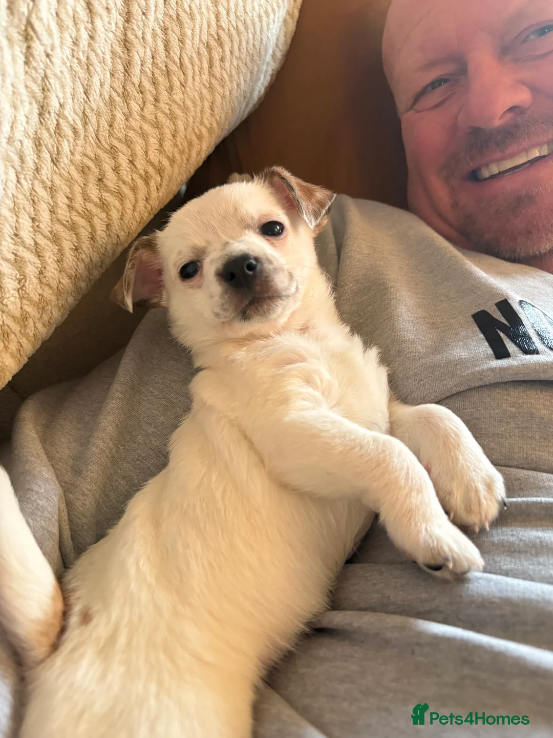 Jack Chi dogs for sale: Two beautiful jack-chi pups - Advert 11