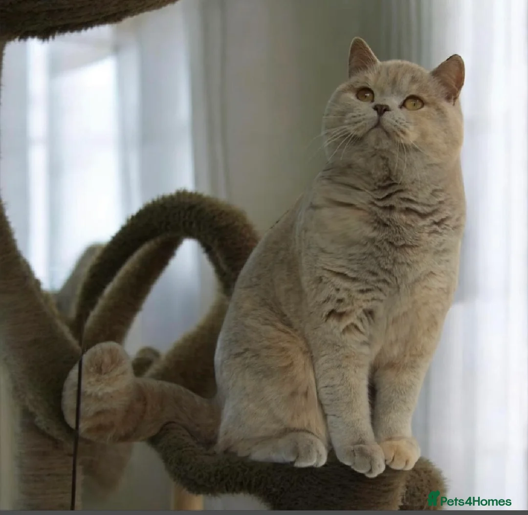 British Shorthair cats for sale: Beautiful cream boy available  - Advert 8