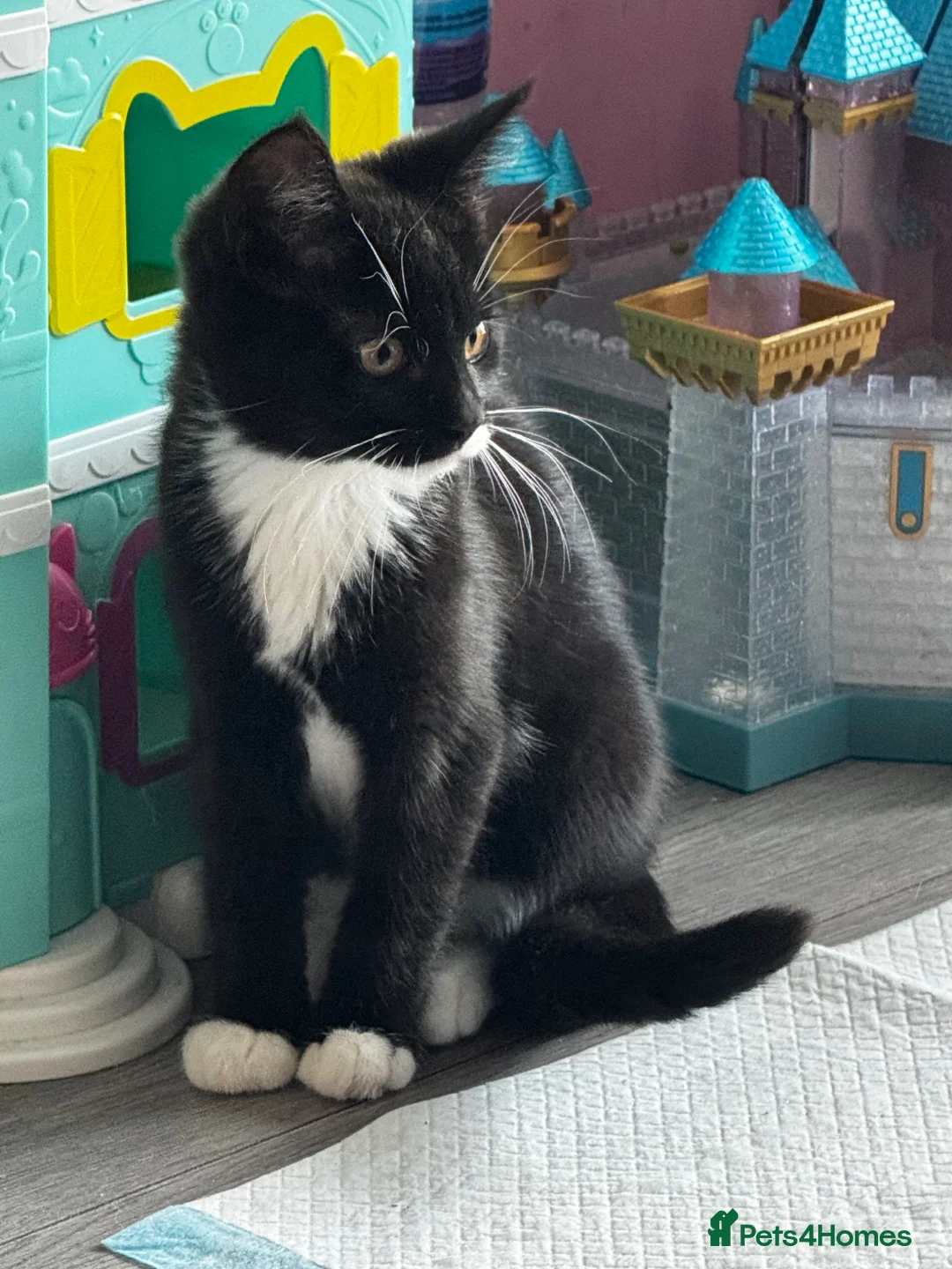 Maine Coon cats for sale: Maine coon kitten for sale  - Advert 1