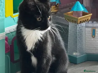 Maine Coon cats Maine coon kitten for sale - Advert 11