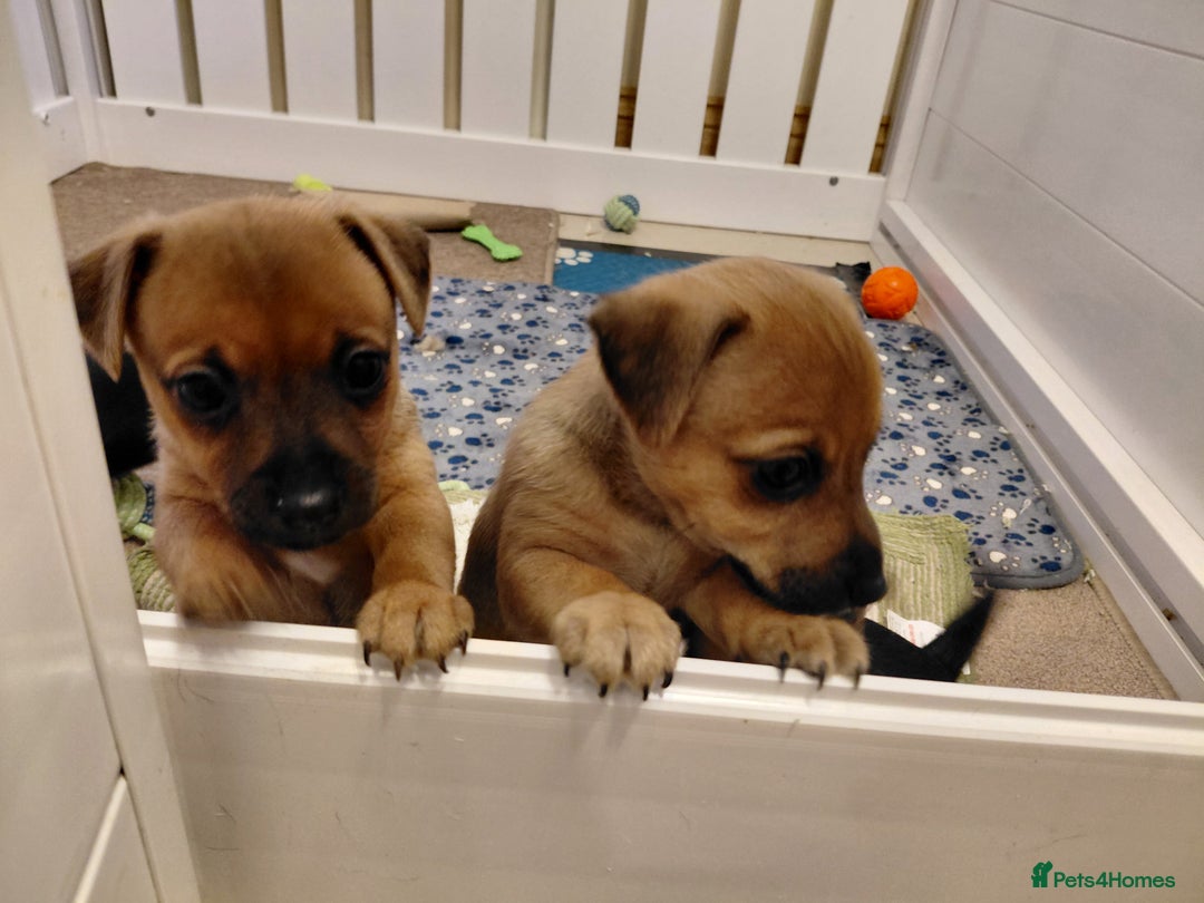 Jack Russell dogs for sale: Jack Russell Puppies - Advert 28